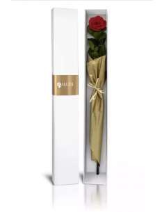 Rosa Rossa Stabilizzata