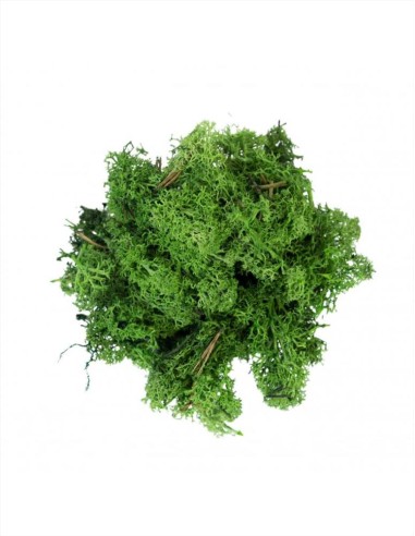 Muschio Lichene Verde Scuro 500g My Village™ MYD51 - Decorazioni per V