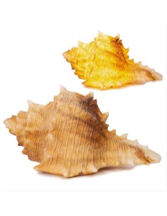 GOODWILL Lampada da tavolo CONCHIGLIA crema marrone 42cm 🐚💡