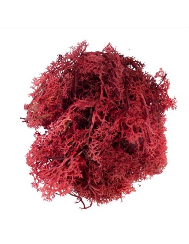 Muschio Lichene Rosso 50gr MyVillage Decorazioni Natalizie