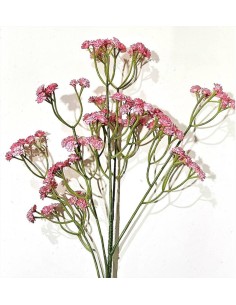 Gypsophila Nebbiolina Rosa