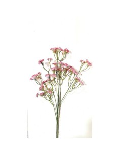 Gypsophila Nebbiolina Rosa 2